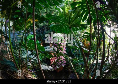 TAUSEND ORCHIDEENAUSSTELLUNG IN DEN GROSSEN GEWÄCHSHÄUSERN DES JARDIN DES PLANTES IN PARIS Stockfoto