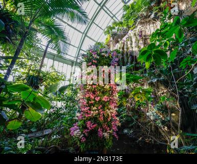 TAUSEND ORCHIDEENAUSSTELLUNG IN DEN GROSSEN GEWÄCHSHÄUSERN DES JARDIN DES PLANTES IN PARIS Stockfoto