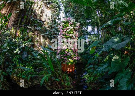 TAUSEND ORCHIDEENAUSSTELLUNG IN DEN GROSSEN GEWÄCHSHÄUSERN DES JARDIN DES PLANTES IN PARIS Stockfoto