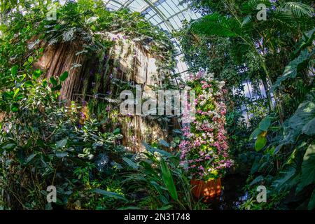 TAUSEND ORCHIDEENAUSSTELLUNG IN DEN GROSSEN GEWÄCHSHÄUSERN DES JARDIN DES PLANTES IN PARIS Stockfoto