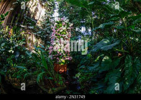 TAUSEND ORCHIDEENAUSSTELLUNG IN DEN GROSSEN GEWÄCHSHÄUSERN DES JARDIN DES PLANTES IN PARIS Stockfoto