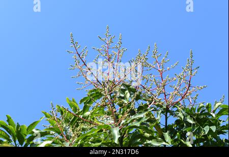 Die Blüten eines Mangobaums. Blühende Mango Stockfoto