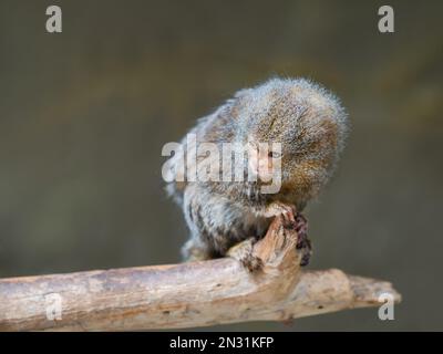 Flauschige Zwergmarmoset sitzt auf einem Ast. Porträt eines der kleinsten Affen der Welt. Stockfoto