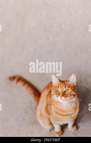 Die Ingwerkatze sitzt auf dem beigen Teppich. Flauschiges, kurioses Haustier. Nutztier auf vertikalem Hintergrund mit Kopierraum. Stockfoto