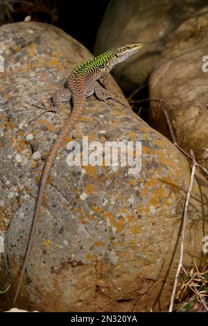 Italienische MauerLizard (Podarcis sicula), männlich in vernetzter Form, sonnig auf einem Felsen, Trapani, Sizilien, Italien April Stockfoto