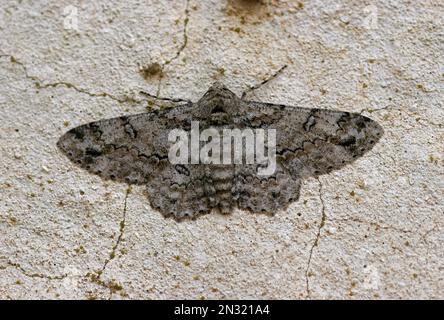 Gerändelter Teppich (Cleora cinctaria), Erwachsener, der auf der Wand von Trapani, Sizilien ruht April Stockfoto