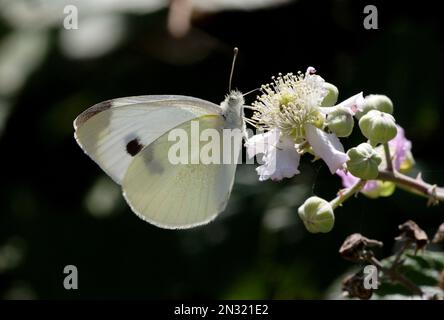 Kleine Weiße (Artogeia rapae), Erwachsene, weibliche Fütterung bei Bromble-Blume mit geschlossenen Flügeln, Sizilien, Italien Mai Stockfoto