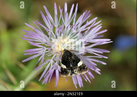 Der Four Flpotted (Tyta luctuosa) Erwachsene, der die Blume Trapani, Sizilien, füttert April Stockfoto