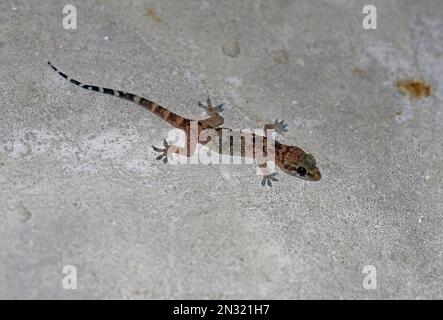 Türkischer Gecko (Hemidactylus turcicus) junger Erwachsener auf der verfallenen Hausmauer Trapani, Sizilien, Italien April Stockfoto