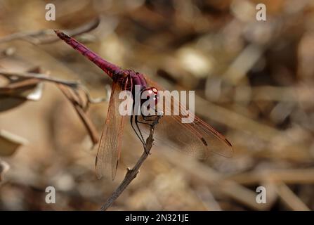 Violet Dropwing (Trithemis annulata), männlicher Erwachsener auf dem Stock Sizilien, Italien Mai Stockfoto