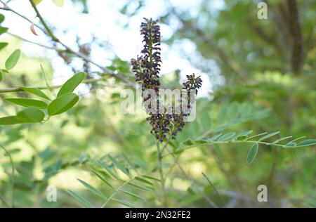 Violette Blüten aus falschem Indigo-Busch (Amorpha fruticosa), Bleipflanze im Garten. Sommer und Frühling. Stockfoto