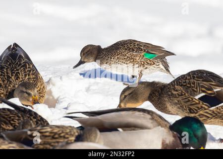 Weibliche Grünflügelteal (Anas carolinensis) und Stockenten im Winter Stockfoto