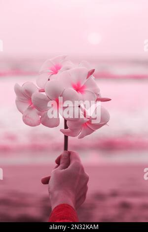 Wunderschöner Ast mit Blumenplumeria in einer weiblichen Hand bei Sonnenuntergang Stockfoto