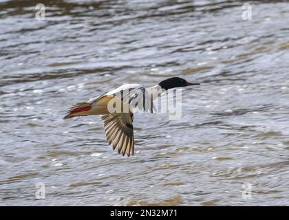 Gänsehaut (Mergus merganser), Männchen im Flug, River Nith, Dumfries, SW Schottland Stockfoto