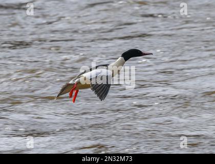 Gänsehaut (Mergus merganser), Männchen im Flug, River Nith, Dumfries, SW Schottland Stockfoto