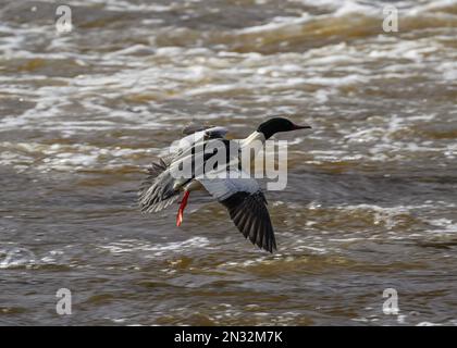 Gänsehaut (Mergus merganser), Männchen im Flug, River Nith, Dumfries, SW Schottland Stockfoto