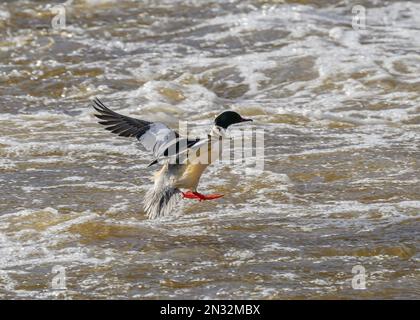 Goosander (Mergus merganser), männliche Landung auf dem Fluss Nith, Dumfries, Südschottland Stockfoto