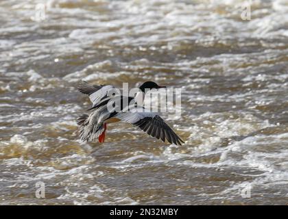 Goosander (Mergus merganser), männliche Landung auf dem Fluss Nith, Dumfries, Südschottland Stockfoto