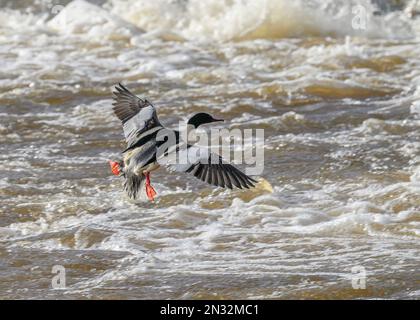 Goosander (Mergus merganser), männliche Landung auf dem Fluss Nith, Dumfries, Südschottland Stockfoto