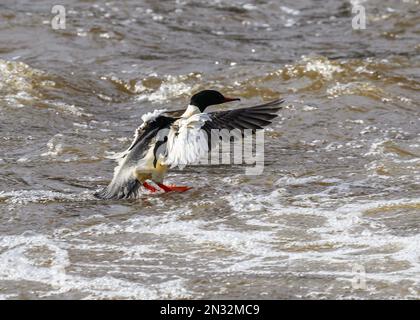 Goosander (Mergus merganser), männliche Landung auf dem Fluss Nith, Dumfries, Südschottland Stockfoto