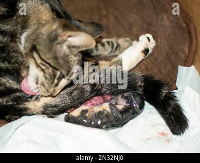 Neugeborene Katze im Fruchtsack Stockfoto