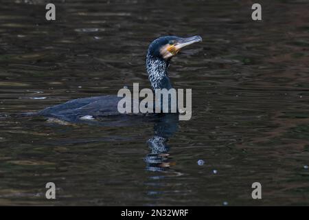 Continental Cormorant (Phalacrocorax carbo) Sommerzubehör für Erwachsene Norfolk GB Februar 2023 Stockfoto