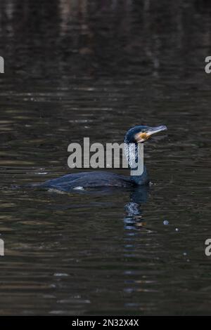 Continental Cormorant (Phalacrocorax carbo) Sommerzubehör für Erwachsene Norfolk GB Februar 2023 Stockfoto