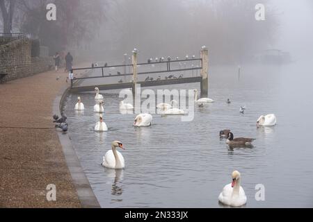 Windsor, Berkshire, Großbritannien. 7. Februar 2023. Schwäne und Möwen an einem nebligen Morgen auf der Themse in Windsor, Berkshire. Die RSPB warnten vor einem weiteren Ausbruch der Vogelgrippe im Frühjahr 2023. Hinweise zur Vogelgrippe-Prävention bleiben an der Themse in Windsor. Mindestens 60 Schwäne aus Windsor sind beim jüngsten Ausbruch der Vogelgrippe in Windsor gestorben. Kredit: Maureen McLean/Alamy Live News Stockfoto