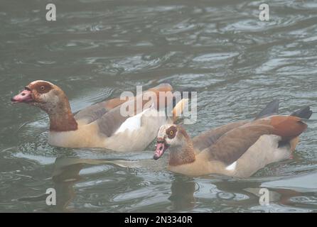 Windsor, Berkshire, Großbritannien. 7. Februar 2023. Ägyptische Gänse an der Themse in Windsor, Berkshire. Die RSPB warnten vor einem weiteren Ausbruch der Vogelgrippe im Frühjahr 2023. Hinweise zur Vogelgrippe-Prävention bleiben an der Themse in Windsor. Mindestens 60 Schwäne aus Windsor sind beim jüngsten Ausbruch der Vogelgrippe in Windsor gestorben. Kredit: Maureen McLean/Alamy Live News Stockfoto