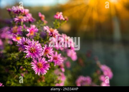 Lila Aster blühen in Blumenbeeten. Nahaufnahme der Pflanze, verschwommener Hintergrund. Stockfoto