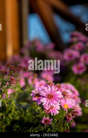 Lila Aster blühen in Blumenbeeten. Nahaufnahme der Pflanze, verschwommener Hintergrund. Stockfoto