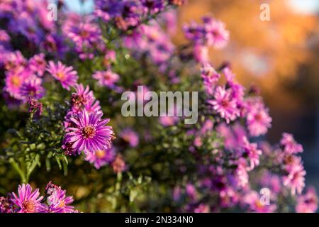Lila Aster blühen in Blumenbeeten. Nahaufnahme der Pflanze, verschwommener Hintergrund. Stockfoto