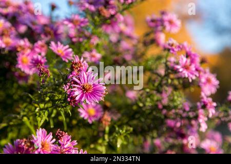 Lila Aster blühen in Blumenbeeten. Nahaufnahme der Pflanze, verschwommener Hintergrund. Stockfoto