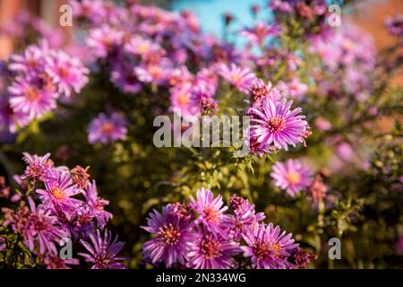 Lila Aster blühen in Blumenbeeten. Nahaufnahme der Pflanze, verschwommener Hintergrund. Stockfoto