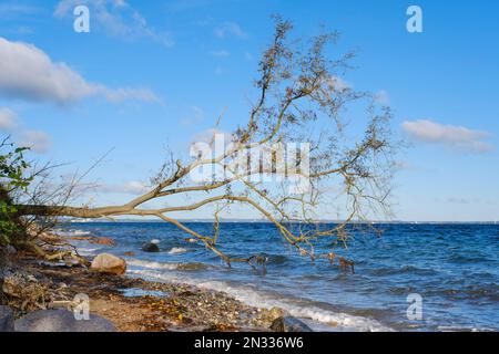 Gefallener Baum Auf Brodtener Steilufer, Travemünde, Lübeck, Ostsee, Schleswig-Holstein, Deutschland, Europa Stockfoto