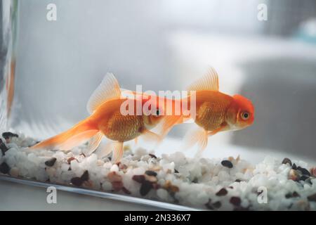 Wunderschöner, leuchtender Goldfisch im Aquarium auf dem Tisch, Nahaufnahme Stockfoto