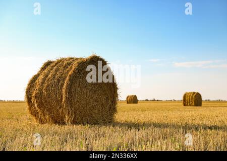 Runde, gerollte Heuballen auf dem landwirtschaftlichen Feld an sonnigen Tagen Stockfoto