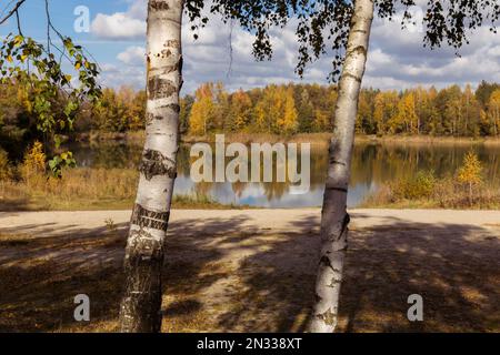 Zwei Birken und ein Teich, umgeben von Herbstbäumen. Stockfoto