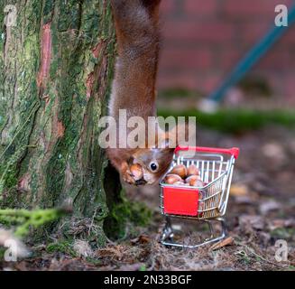 Das europäische rote Eichhörnchen hängt kopfüber an einem Baum und sammelt Haselnüsse in einem Einkaufswagen. Stockfoto