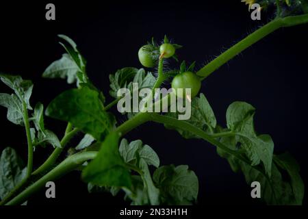 Blüte und Frucht von Tomaten. Grüner Tomatenbüsch auf schwarzem Hintergrund. Stockfoto