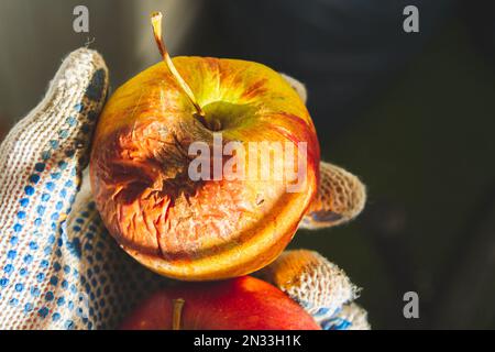 Fauler Apfel in der Sonne. Verrottende Früchte. Krankheiten der Apfelfrüchte. Schädlingsbekämpfung... Stockfoto