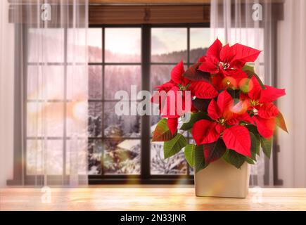 Weihnachten traditionelle Poinsettienblume im Topf auf dem Tisch in der Nähe des Fensters. Platz für Text Stockfoto