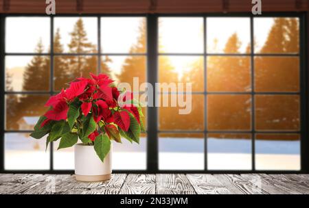 Weihnachten traditionelle Poinsettienblume im Topf auf dem Tisch in der Nähe des Fensters. Platz für Text Stockfoto