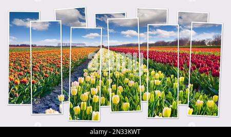 Isolierte zehn-Bilder-Collage von blühenden tulpenblumen auf einem Bauernhof in der Nähe der Stadt Rutten. Wunderschöne Außenlandschaft in den Niederlanden, Europa. Verspottet Stockfoto