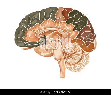 Die Struktur des menschlichen Gehirns. Sagittaler Schnitt. Medizinische Aquarell-Anatomie-Darstellung isoliert auf weißem Hintergrund Stockfoto