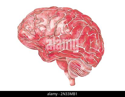 Die Struktur des menschlichen Gehirns. Seitenansicht. Medizinische Aquarell-Anatomie-Illustration. Handgezeichnete elegante anatomische Hirnkunst Stockfoto