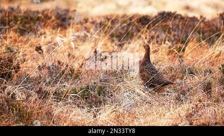 Rote Moorhühner im schottischen Moorland Stockfoto