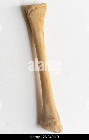 Porträtansicht von Femer. Vogelanatomie. Das ist ein Teil des Vogelskeletts. Stockfoto