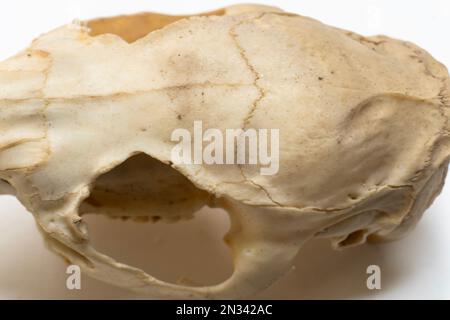 Nahaufnahme des Vogelschädels. Vogelanatomie. Das Vogelskelettsystem. Stockfoto