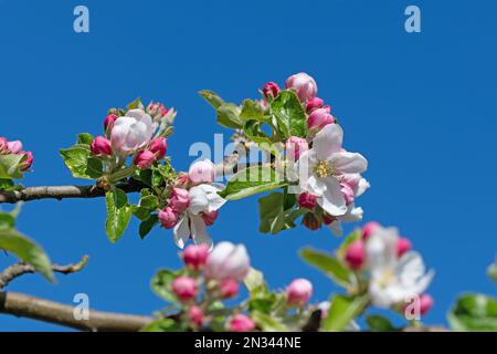 Blühende Apfelbaum, Malus, im Frühling in einer Nahaufnahme Stockfoto